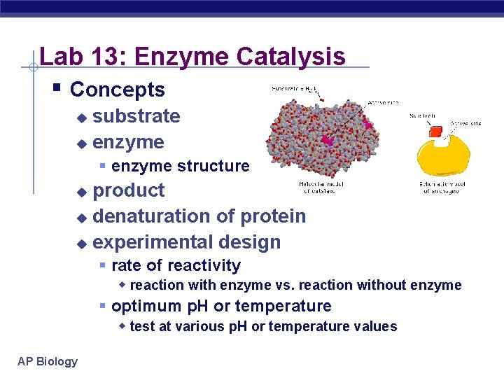 Lab 13: Enzyme Catalysis § Concepts substrate u enzyme u § enzyme structure product
