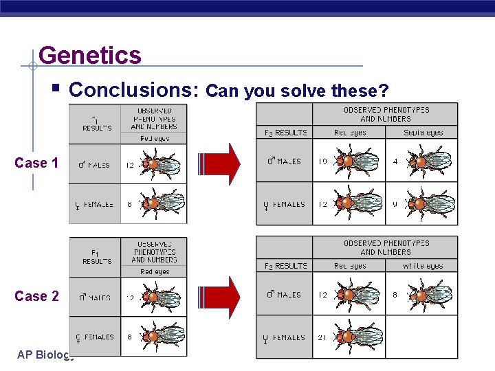Genetics § Conclusions: Can you solve these? Case 1 Case 2 AP Biology 
