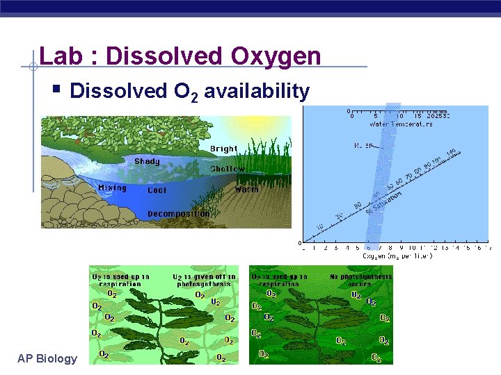 Lab : Dissolved Oxygen § Dissolved O 2 availability AP Biology 
