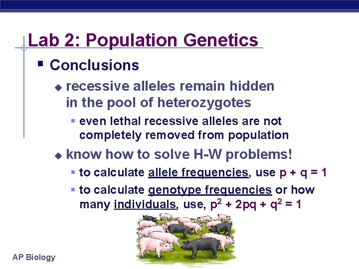 Lab 2: Population Genetics § Conclusions u recessive alleles remain hidden in the pool