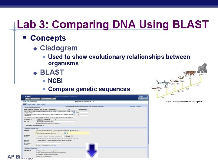 Lab 3: Comparing DNA Using BLAST § Concepts u Cladogram § Used to show
