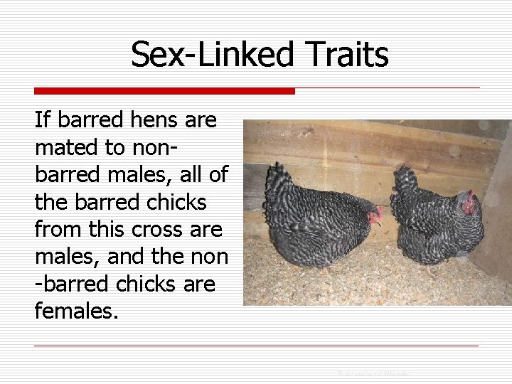 Sex-Linked Traits If barred hens are mated to nonbarred males, all of the barred