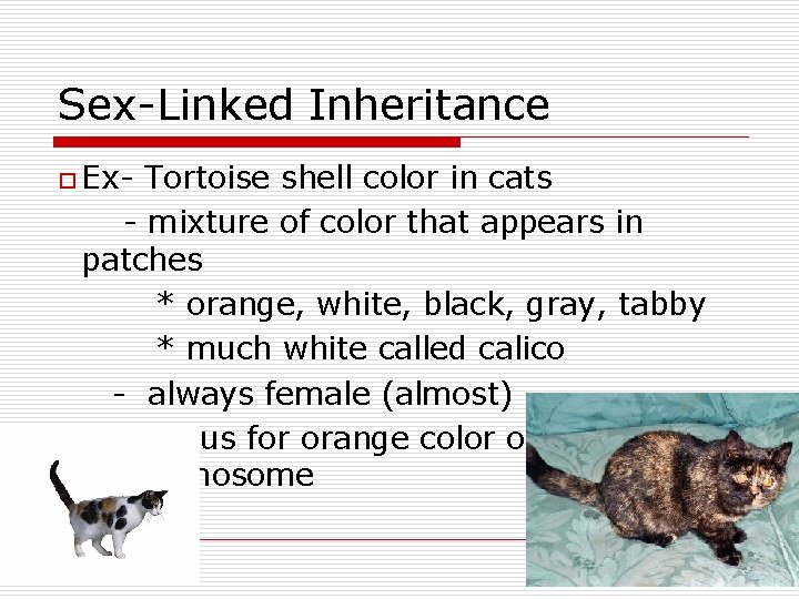 Sex-Linked Inheritance o Ex- Tortoise shell color in cats - mixture of color that