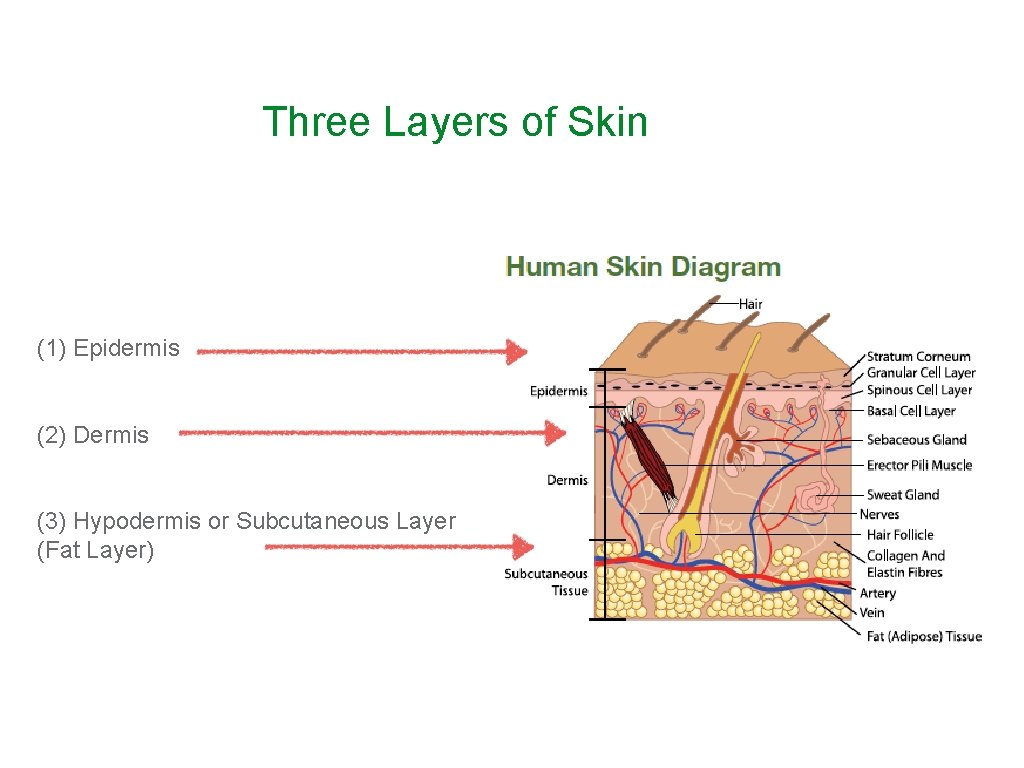 Three Layers of Skin (1) Epidermis (2) Dermis (3) Hypodermis or Subcutaneous Layer (Fat