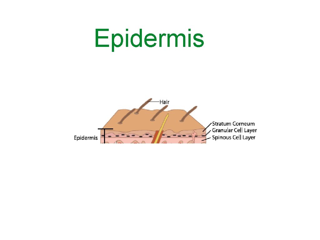 Epidermis 