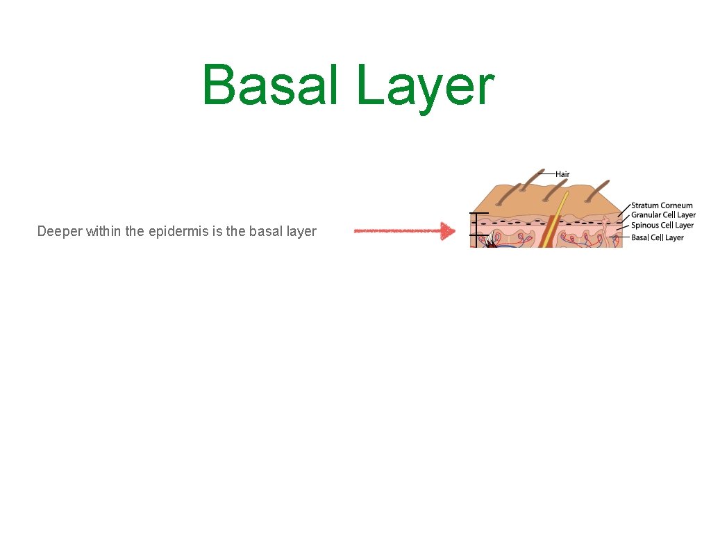 Basal Layer Deeper within the epidermis is the basal layer 