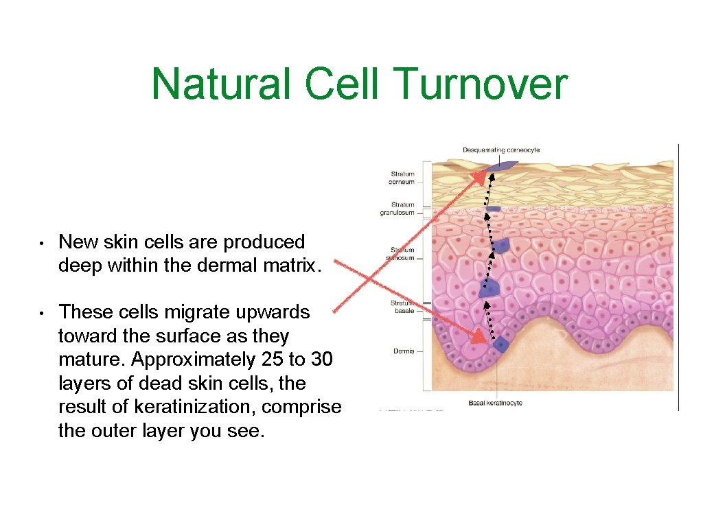 Natural Cell Turnover • New skin cells are produced deep within the dermal matrix.