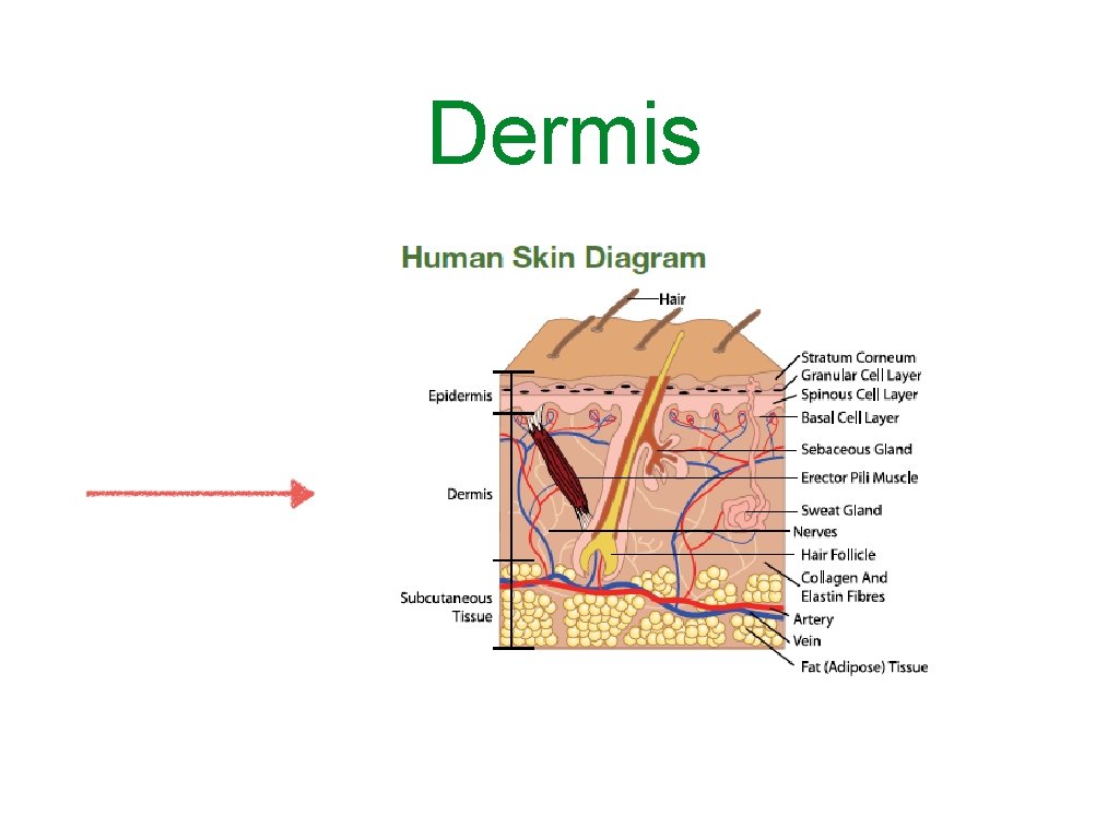 Dermis 