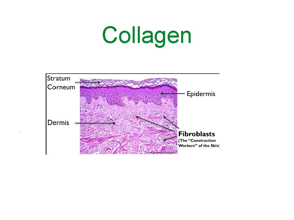 Collagen . 