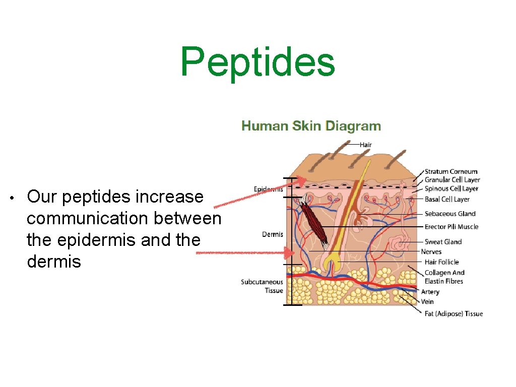 Peptides • Our peptides increase communication between the epidermis and the dermis 