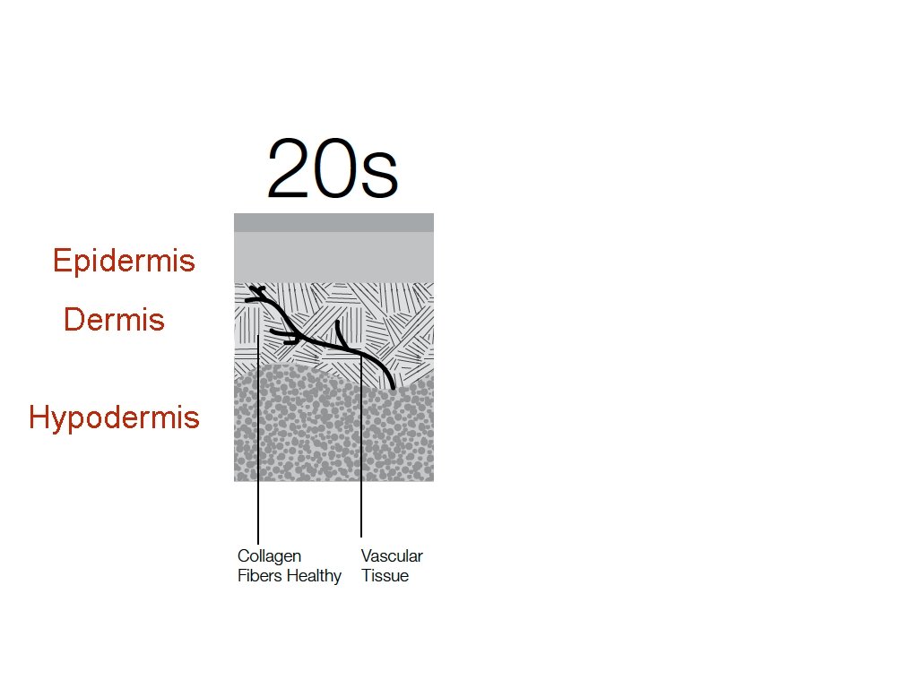 Epidermis Dermis Hypodermis 