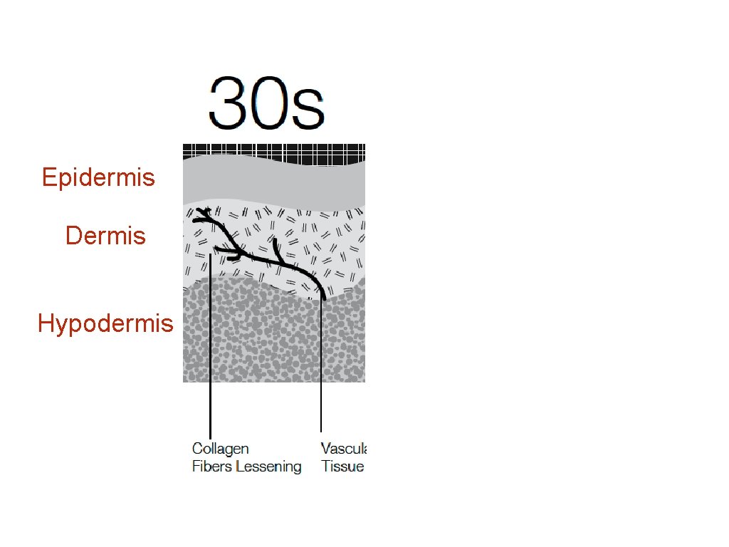 Epidermis Dermis Hypodermis 