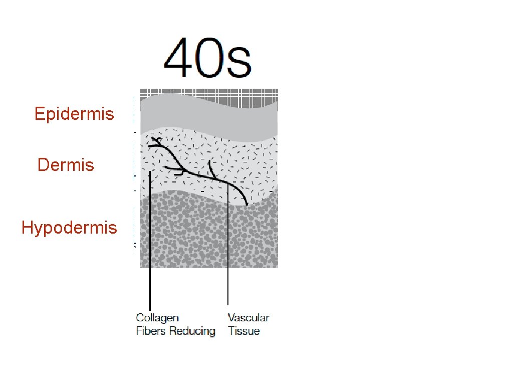 Epidermis Dermis Hypodermis 