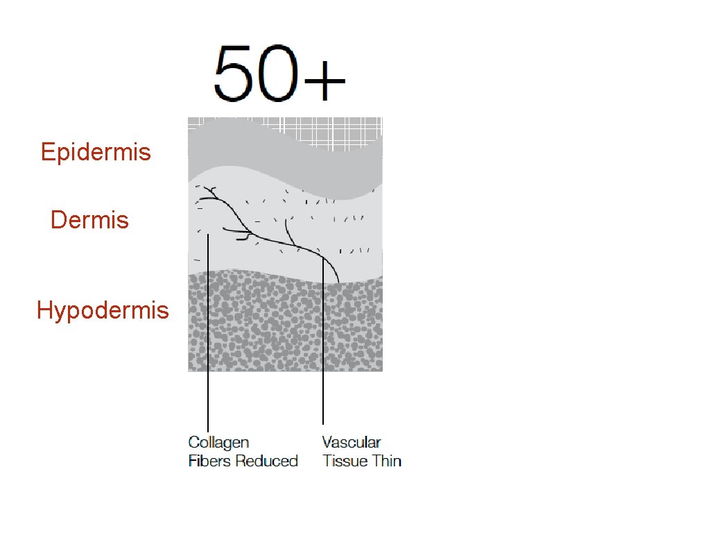 Epidermis Dermis Hypodermis 