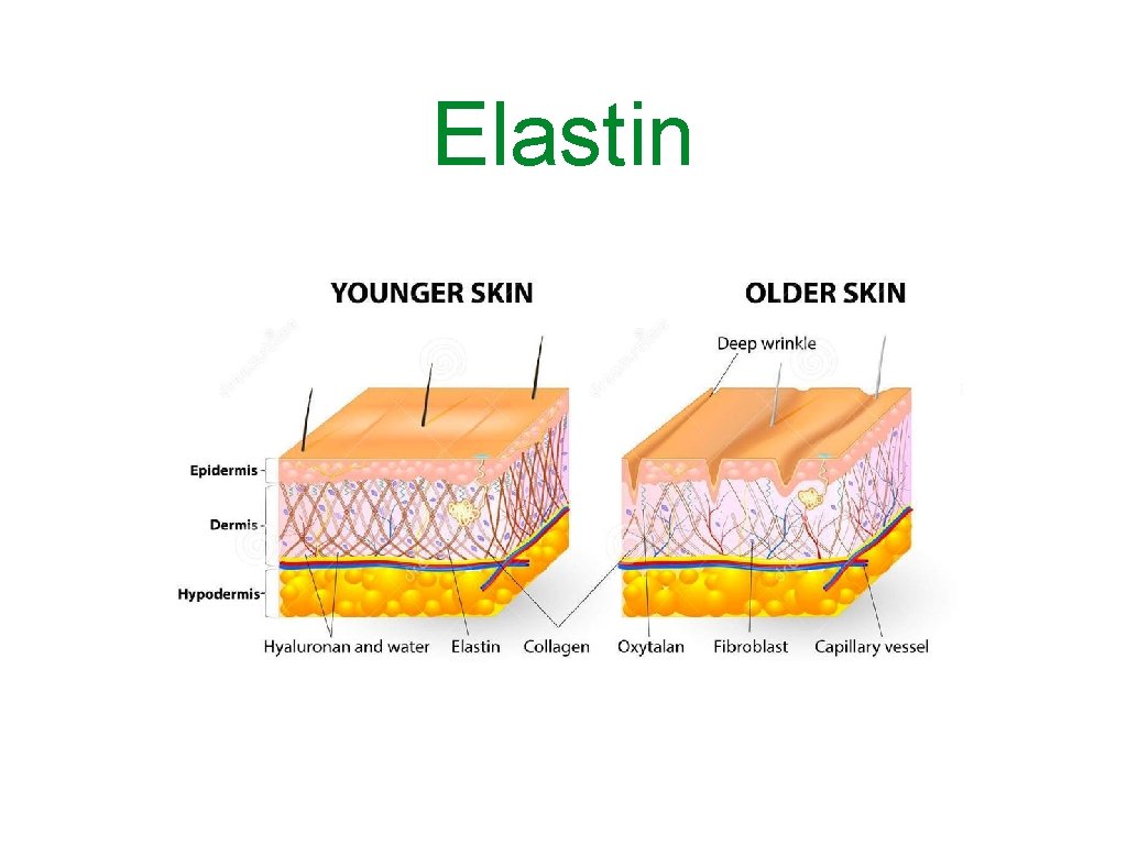 Elastin 