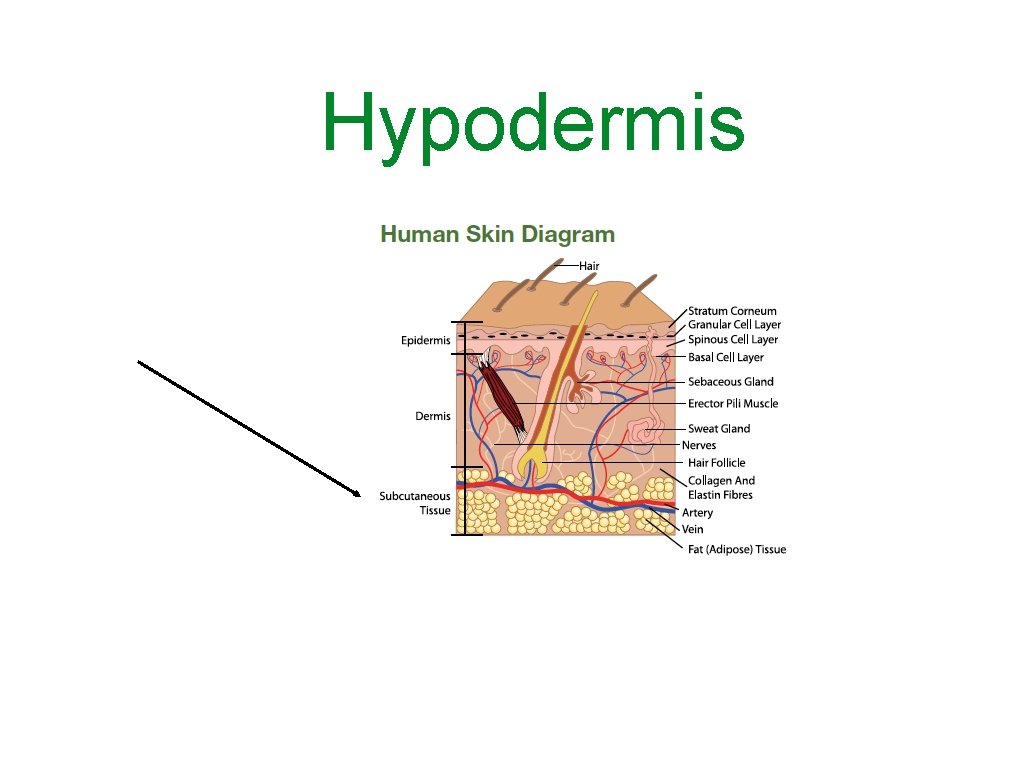Hypodermis 
