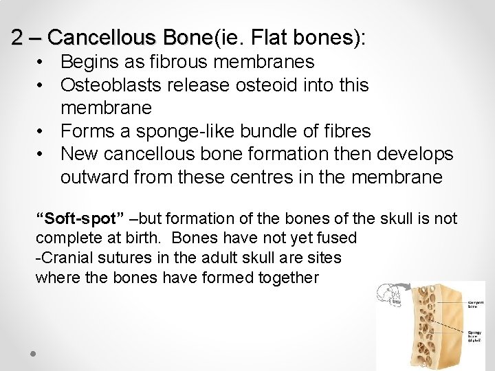 2 – Cancellous Bone(ie. Flat bones): Bone • Begins as fibrous membranes • Osteoblasts