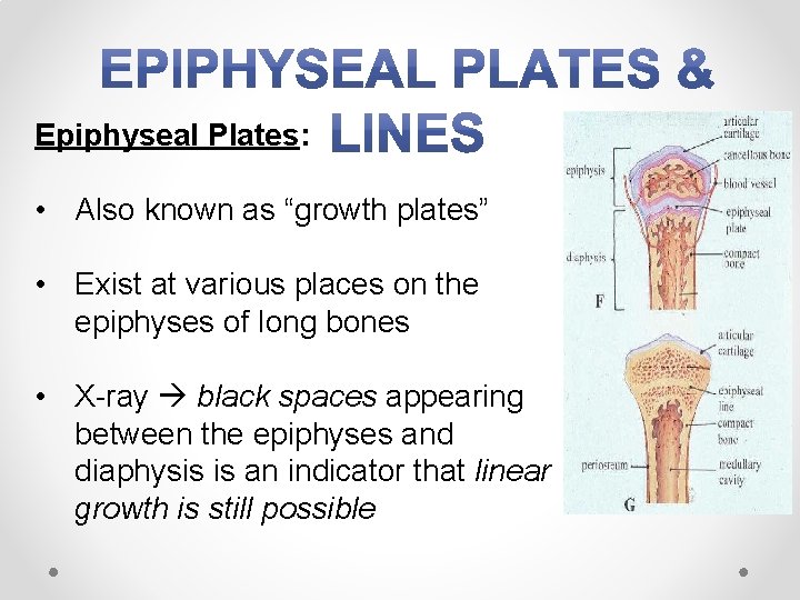 Epiphyseal Plates: • Also known as “growth plates” • Exist at various places on