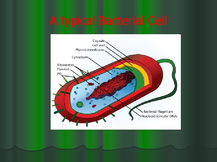 A typical Bacterial Cell 