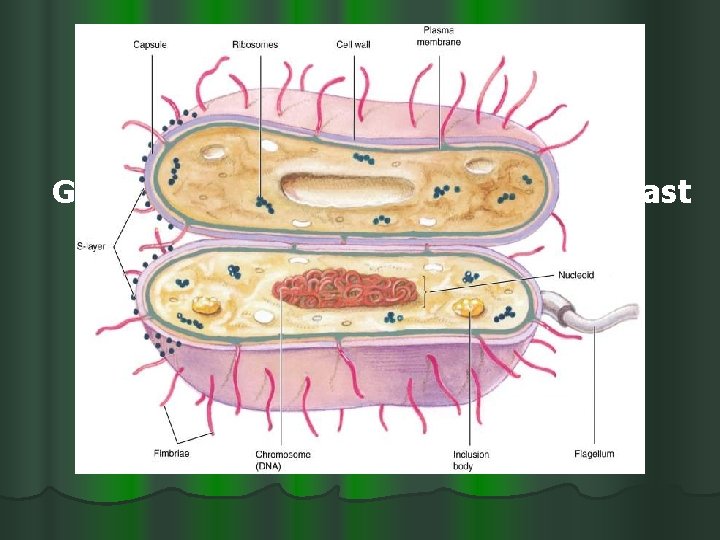 Gram-negative Cell Walls and Acid Fast cell wall in Chapter 3 