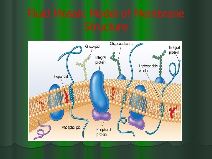 Fluid Mosaic Model of Membrane Structure 