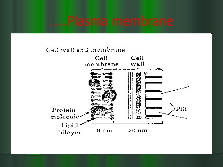 …. . Plasma membrane 