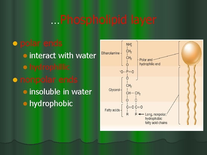 …Phospholipid layer l polar ends l interact with water l hydrophillic l nonpolar ends