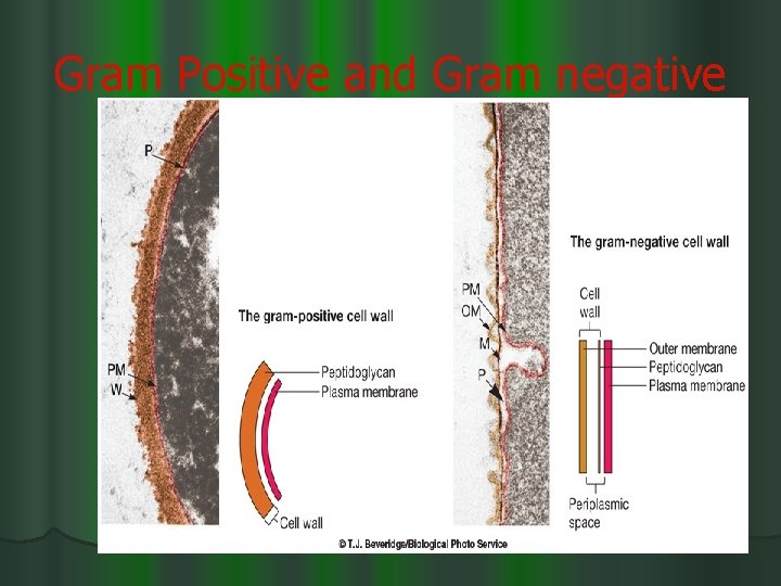 Gram Positive and Gram negative 