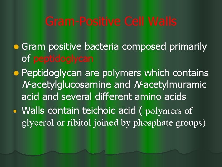 Gram-Positive Cell Walls l Gram positive bacteria composed primarily of peptidoglycan l Peptidoglycan are