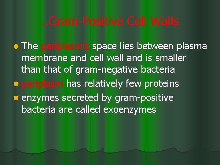 . . Gram-Positive Cell Walls l The periplasmic space lies between plasma membrane and