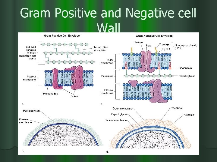 Gram Positive and Negative cell Wall 