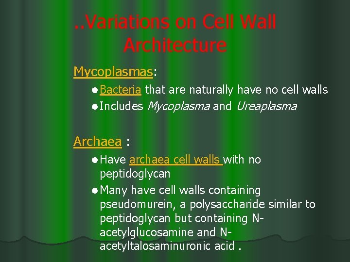 . . Variations on Cell Wall Architecture Mycoplasmas: l Bacteria that are naturally have