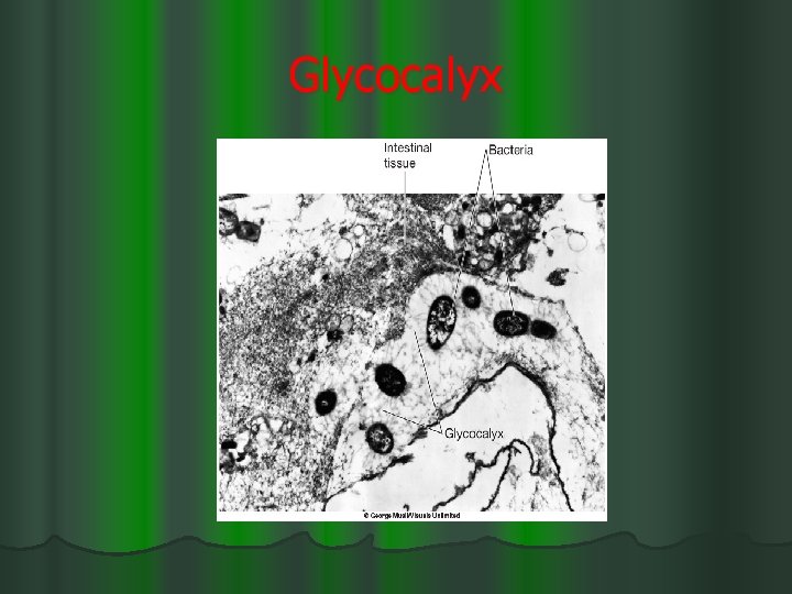 Glycocalyx 
