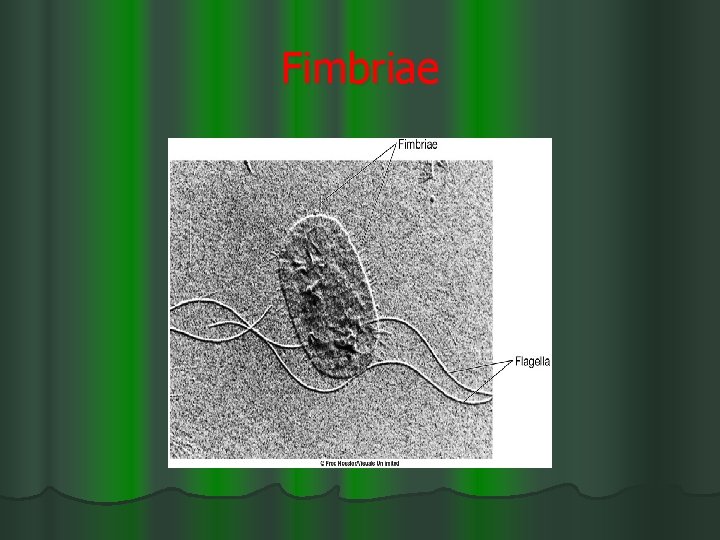 Fimbriae 