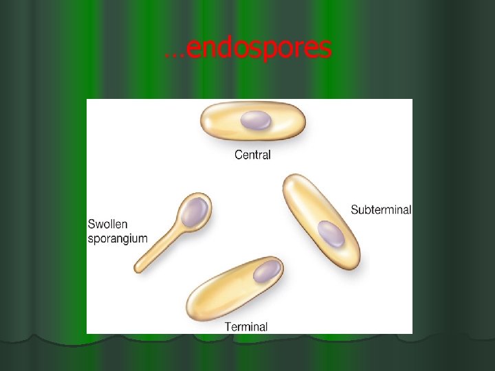 …endospores Sporogenesis 