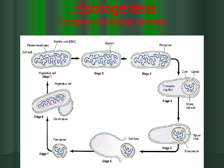 . . Sporogenesis Complex multistage process 