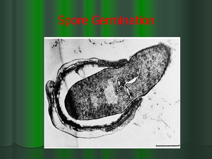 Spore Germination 