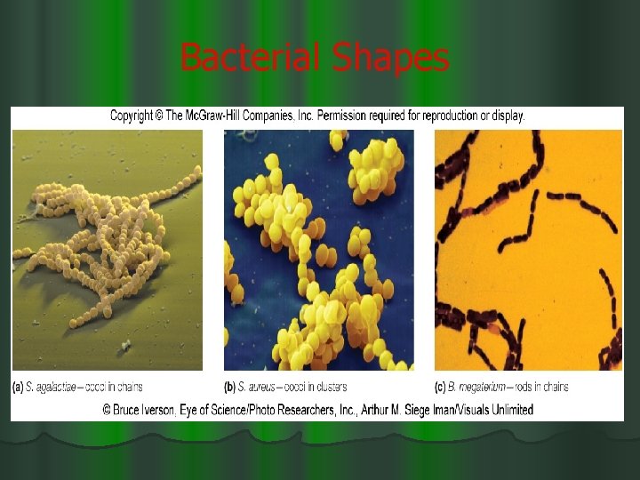 Bacterial Shapes 