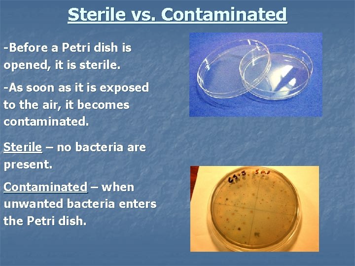 Sterile vs. Contaminated -Before a Petri dish is opened, it is sterile. -As soon