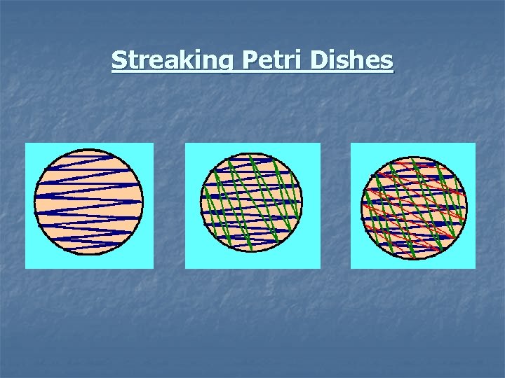 Streaking Petri Dishes 