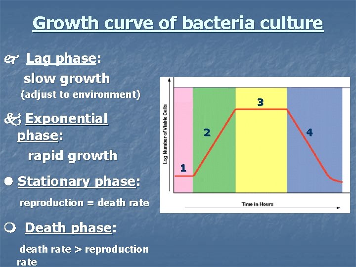 Growth curve of bacteria culture j Lag phase: slow growth (adjust to environment) k