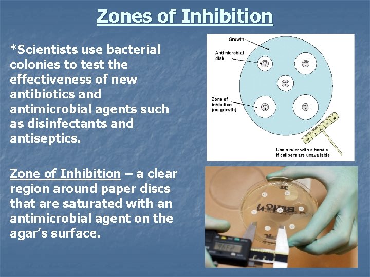 Zones of Inhibition *Scientists use bacterial colonies to test the effectiveness of new antibiotics