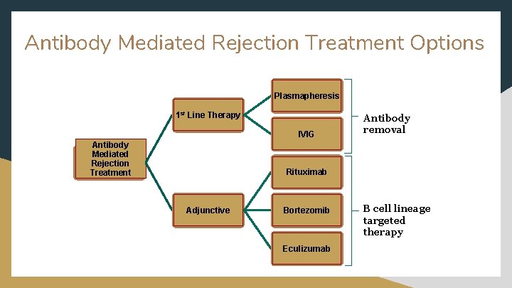 Antibody Mediated Rejection Treatment Options Plasmapheresis 1 st Line Therapy IVIG Antibody Mediated Rejection