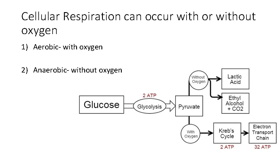 Cellular Respiration can occur with or without oxygen 1) Aerobic- with oxygen 2) Anaerobic-