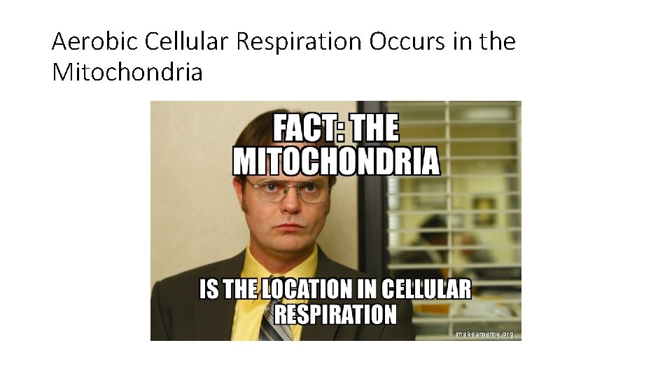 Aerobic Cellular Respiration Occurs in the Mitochondria 