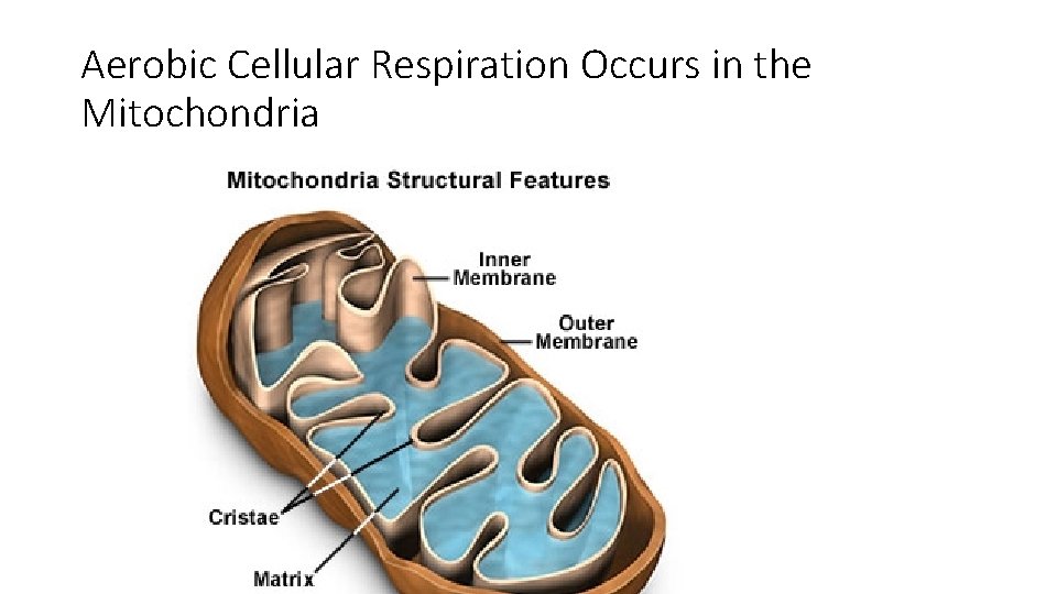 Aerobic Cellular Respiration Occurs in the Mitochondria 