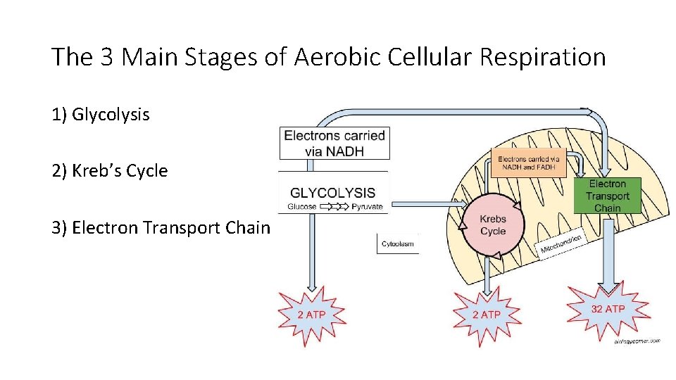 The 3 Main Stages of Aerobic Cellular Respiration 1) Glycolysis 2) Kreb’s Cycle 3)