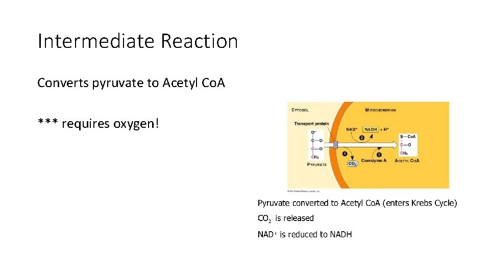 Intermediate Reaction Converts pyruvate to Acetyl Co. A *** requires oxygen! 