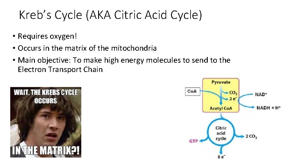 Kreb’s Cycle (AKA Citric Acid Cycle) • Requires oxygen! • Occurs in the matrix
