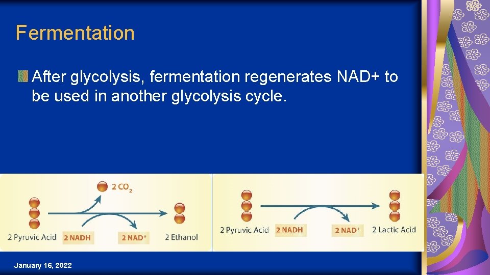 Fermentation After glycolysis, fermentation regenerates NAD+ to be used in another glycolysis cycle. January